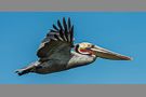 Flying Pelican #2